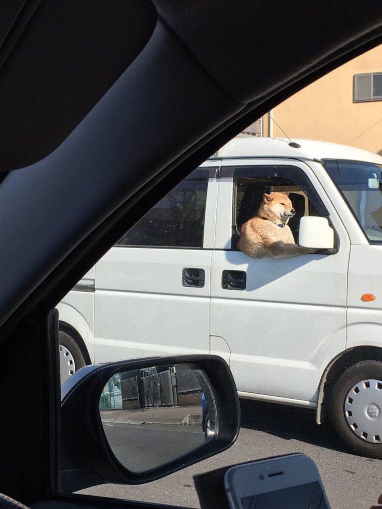 この犬めっちゃムキムキに見える