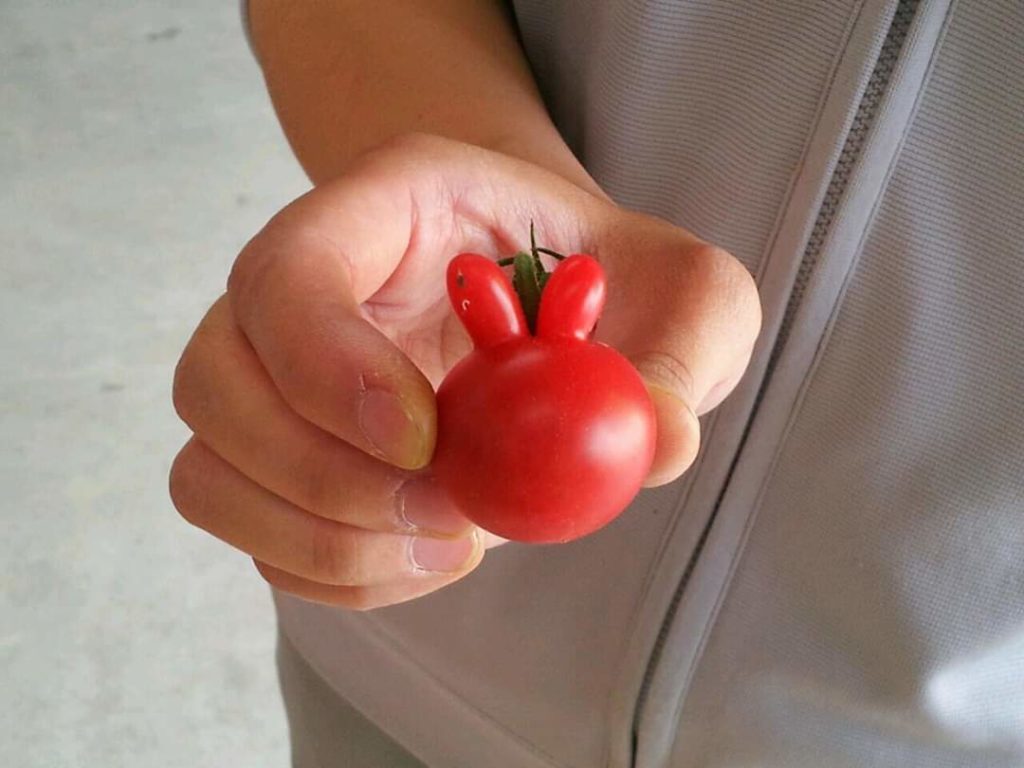 ウサギみたいなプチトマト